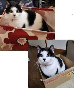 クー（秋田市）クーちゃんが来て1年経ちました。可愛くて、みんなに愛されて甘甘に育てております♪これからもずっと元気でいて欲しいです。