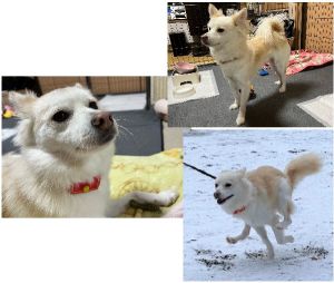 ゆり（秋田市）ゆりが家に来てから1年になりました。怖がりさんですが、家の中や散歩コースにはすっかり慣れ、よく家に来る人も少しずつ覚えてくれるようになりました。家族の生活パターンも覚え、夜は一緒に寝て朝は起こしてくれるようになりました。留守番も上手にできます。家の中では相変わらず甘えんぼうのお転婆さんでよく遊びますが、何よりもここ数か月間でお散歩が大好きになりました。毎日公園で元気に走っています。今年は一緒に旅行ができるように少しずつ車でお出かけ練習したいと思います。