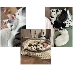 てん・そら（横手市）2匹を迎えて2ヶ月が経ちました。誕生日が七夕あたりだとのことで、「天空」の意味のある、「てん」と「そら」と名付けました。お迎えした日からとてもお利口さんで、家族みんなで感心していました。それも、いぬねこネットワークの皆さんのおかげなんだと感謝しております。まだまだ遊びたい盛りの2匹ですが、性格は正反対！活発な空（黒い方）、いつも穏やかに見守っている天（白い方）。いつも癒されています。人見知りもまったくなく、初めての人にもすりすりすりすり…。みんなを笑顔にしてくれています。これからも、2匹と共に過ごしていくことを約束致します！