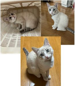 ちこ（横手市）2ヶ月が経過しまして、元気に成長しております。現在、体重も約2キロとなりました。２回のワクチン接種も済み、3月には避妊手術の予定です。家族にもすっかり慣れ、ムードメーカーとして毎日活躍しております。