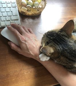 コハク（秋田市）コハクが家族になって1年がたちました。人が好きで、いつも誰かのそばにいてジーッと見つめています。姿が見えなくなると鳴きながら探すのがたまりません。