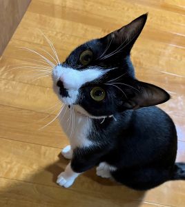 ゴマ（湯沢市）ゴマが来てからもう8ヶ月！毎日元気に過ごしてます！遊んでほしいときはおもちゃを持ってきておねだりします（笑）仕事から帰って来たらジャンプして飛び乗ってくる甘えっぷりです!ちょっと過保護すぎるくらいですね（笑）