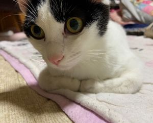 てん（大仙市）約1ヶ月が経ちました。毎日元気に過ごしています。