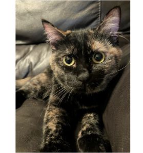クルミ（横手市）クルミが我が家にきて3か月がたちました♪先住猫のお兄ちゃんとは仲良しですが、お姉ちゃんとはまだ仲が縮まらず少しづつ仲良くなれたらなぁと試行錯誤しながら頑張っております。避妊手術は来月予定しております。家族にならせていただきありがとうございました♪