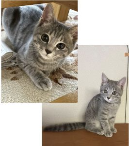 あお（秋田市）2ヶ月が経ちました。かなりのやんちゃで、よく遊び、元気に走り回っています。遊び疲れて熟睡している姿もかわいくて、癒されています。