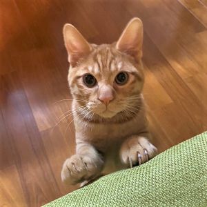 ぶんいち（湯沢市）ぶんちゃんがうちに来て２週間が経ちました。いっぱい食べ家中走り回り元気にしています。家族全員ぶんちゃんにメロメロです。