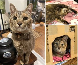 メイ（由利本荘市）メイが来て、2年が過ぎました。昨年7月にストルバイト結石が2個、膀胱内にでき、手術をしましたが経過は順調でとても元気に育っています。よく食べ、走り回り、表情豊かで家族の人気者です。