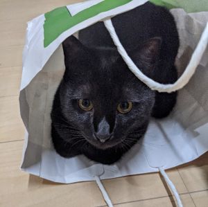 こてつ（秋田市）元気な暴れん坊です。２歳になりました。