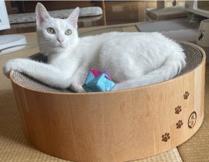 ここ（秋田市）名前は、ここちゃんです。我が家に来て約2週間になりました。元気に遊び、ご飯もモリモリ食べて、最高の癒しを家族にくれています。初日から甘えてくれたり、とてもかしこい子です。これからも大切な家族として暮らしていきます。