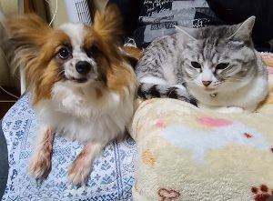 ベル（鹿角市）ベルと家族になって約７ヶ月。先住猫とも打ち解けて仲良く過ごしております。１日に最低１回は指定席の息子のお腹の上で手をペロペロし。夜は私のベッドで一緒に眠っています。地域の方々にも「ベルちゃん」と認知をしていただき、散歩の度に温かいふれあいをしてもらっております。ちょっと心配なのは、足の膝関節が外れやすくなってしまい…定期的に通院してサプリメントと注射で様子を診ているところです。