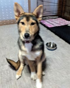 ロク（美郷町）甘えん坊で怖がりで初対面の方には緊張して大人しくなってしまうロクですがボール遊びが大好きで上手にキャッチも出来ます。食欲旺盛ですくすくと育っております。お外でも元気になれるようロクに寄り添い見守っていきます。ロクに会わせて頂いて本当に有難うございます。ずっと大切に幸せにします。