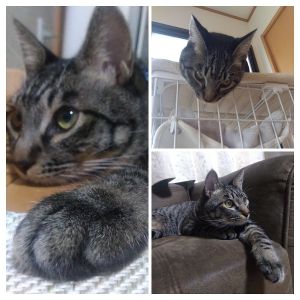 ゆきち(秋田市）ゆきちを迎えて2ヶ月になりました。とてもお利口さんで、とても甘えん坊なゆきちです。ゆきちが来てくれたおかげで１９歳の息子の笑顔が増えました。ゆきち、うちに来てくれてありがとう。そして犬猫ネットワークの皆様、譲渡会の際は大変お世話になりました。保護主様、ゆきちを大切に育ててくださりありがとうございました。