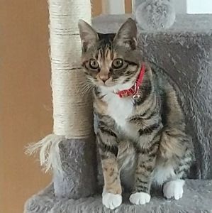るる（秋田市）先住の猫ととても仲よしでいつも一緒に走り回ったりじゃれて遊んでいて、とても元気に過ごしています。