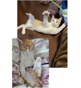 テト（盛岡市）約2ヵ月経ちました。毎日元気に走り回り、遊んでいます！小学生の娘と仲良しで、寝る時はいつも一緒、くっついて寝ています。食欲旺盛でお腹が空くと、見つめながら鳴きアピールしてきます。