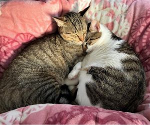 ごま・てん（仙北市）うちに来てから1年が経ち、体格も大きくなりました。兄弟仲良く元気に家中を駆け回っています。