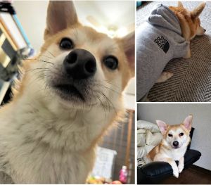 コロ（三種町）コロが我が家に来てもう時期1年が来ます。怒られる事も多々ありますが元気に過ごしております。すっかり家族の一員です。本当にありがとうございましたm(_ _)m