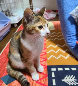 にか（南秋田郡）予防接種を二回終え、毎日元気に過ごしています。ごはんをもりもり食べるので、体重は2.3㎏になり、順調に育っています。おもちゃで遊ぶのが大好きで、一番好きなのはお菓子の空を縛った物で毎日飽きることなく遊んでいます。