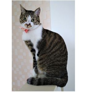 ちゃちゃ（美郷町）１歳３ヶ月になりました。たくさん遊んで元気に過ごしています。