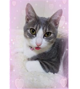 りりい(大仙市）りりいが我が家に来てから1年3ヶ月が経ちました。相変わらず甘えん坊で、夜寝るときは私の顔に自分の顔をくっつけて寝ています。私が体調を崩して寝ている時は、起きるまでずっと隣にいてくれます。とても優しい猫さんです。りりい、これからもずっとずっと一緒にいようね。