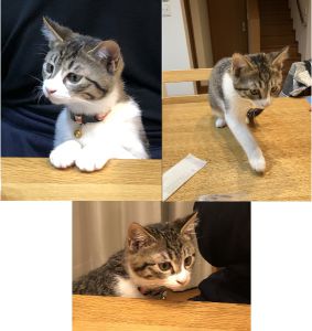 うる（美郷町）来た時は控えめに行動していましたが、だんだん家中走り回るようになり、最近は高い所に登ったり、膝の上で寝てくれるようになりました。一緒にわが家に来たこはくと仲良く過ごしています。