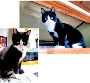 ちび（由利本荘市）子猫が我が家に来てもう3か月になりました。毎日元気に飛び走っています。名前は「ちび」とつけました。ちびは来た時、遊んで欲しくて爪でひっかいたり、かんだりしてましたが徐々に少なくなり、私達の傷も少ない状態に…とても可愛いです。家に帰ると玄関に迎えに来てくれます。（外に出ないように注意!!）先日、去勢手術無事に済みました。手術前検査で健康状態とても良かったです。
