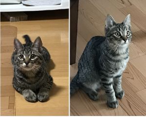 りんご（秋田市）毎日元気いっぱいに過ごしています。わんぱくですが甘えん坊です。どのゴハンでもおいしそうに食べてくれます。