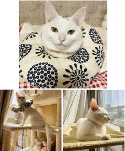 百花（ももはな）（横手市）我が家にお迎えして2週間、すっかり馴れて甘えん坊になりました。避妊手術も無事終わり(間もなく抜糸予定)、元気いっぱい過ごしています。保護主様･スタッフ様、良縁をありがとうございました。