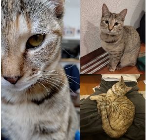 ナッツ（大仙市）ナッツが我が家に来てから２ヶ月がたちました。一週間もしないうちにだいぶ慣れてくれて、粗相もなく過ごしてくれています。夜、寝るときは私たちの寝床で寝るようになりました。新しい家族が増えて慌ただしい(笑)ですか、みんな、笑顔がたえません！ありがとうございました！