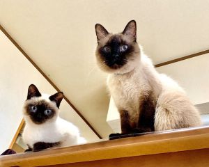 ひなた（秋田市）1月に我が家に迎えてから2回目のワクチンも済み元気いっぱいです。12年前に譲渡していただいた先住猫とも仲良くしています。