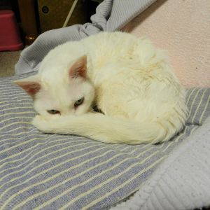 うめ（大館市）ご無沙汰しています。うめも16歳になりました。今季の冬には、胸のところで寝るようにようになりました。私は寝不足ですが、ゴロゴロとするうめに、日々癒されています。。