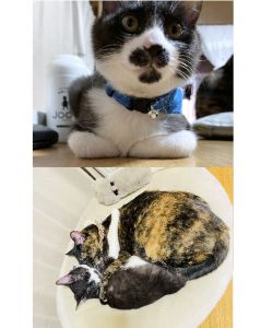 こちょび（秋田市）先住猫のたぬこともとっても仲良しです。家の中を何往復も先住猫と共に走ったり、プロレスしたり、一緒にくっついて眠ったり、とっても仲良しです。予防接種に行った際は獣医さんから褒められました。保護主さんの所でしっかり教育されていたんですね(^^)と。トイレもしっかり出来ますし、食欲も旺盛で先住猫も驚きを隠せない顔をしたりします（笑）とても可愛くて人懐こい子です。ＧＷ前には去勢手術を予定しています。この度は素敵なご縁をありがとうございました。