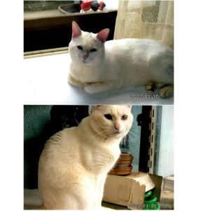春桜（はるお）（秋田市）元気に生活しております。体重も5㎏近くになり、食欲も旺盛です。我家に来て一年になりますが、今は春桜が我家の王様です。これからも大事に育てていきますのでご安心下さい。