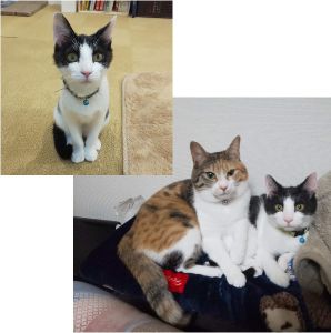まめもち(大仙市）まめもちが家族になってから２か月過ぎました。先住猫のリリ(三毛)とはとても仲良くしています。ご飯もよく食べ元気に走り回っています。ほっこり癒される毎日です。