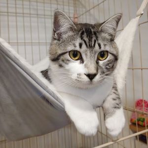 ぎんた（秋田市）まだ我が家に来てから２か月しか経っていないのが不思議なくらい、家族の一員として毎日楽しく暮らしています。甘えん坊で呼ぶとすぐに来てくれて、夜も一緒に寝たり常に家族と過ごしています。これからも成長が楽しみです。