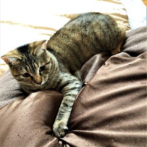 ちまき（秋田市）毎日元気いっぱい家中走り回っています