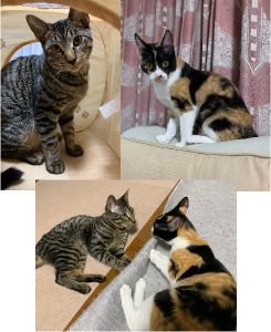 ヒマリ・イブキ（潟上市）ヒマリとイブキが我が家に来てもう少しで3ヶ月になります。よく食べ、よく遊び、元気に家の中を走り回っています。先住犬ともすぐに打ち解け、先住犬の後ろを付いて回ったり、尻尾にじゃれついたりと仲良くしています。これからも健やかに楽しく、日々を過ごしていけたら良いなと思います。