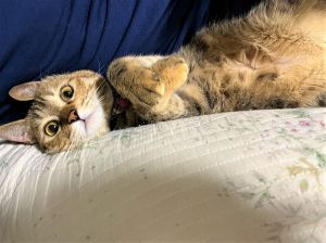 むぎ（秋田市）本日で一才になりました！^_^（4/22）体重は3.7キロですが、元気いっぱいで遊んでいます愛おしい存在です！