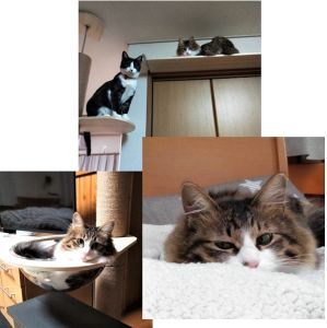 ロビン（湯沢市）2ヶ月のトライアル期間を経て家族になったロビンです。先住猫のビビとも仲良くなって部屋中走り回っています。飼い主にはまだまだ慣れていませんが、気長に見ていこうと思っています。