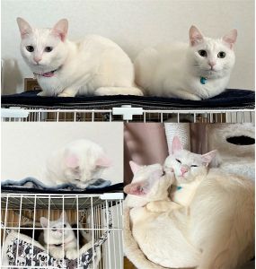 ソラ・ウミ（湯沢市）我が家で２匹をお迎えしてから、ソラ♂は１年４ヶ月、ウミ♀は１年が経過しました。毎日よく食べよく遊び、病気になることも無く元気に成長しています。大人になっても相変わらずイタズラ大好きで、手の掛かる事も多い兄妹ですが、それが堪らなく可愛いくて我が家の癒しになっています。