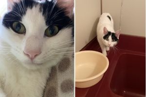 てん(大仙市）お迎えしてから約半年が経ちました。間もなく1歳になります。まだまだやんちゃです！お風呂場に居座ったり、仏壇のお水を飲んだり、先住犬にちょっかいを出したり…毎日元気に過ごしています！今、1番のお気に入りの場所は、仏壇の前の座布団です。