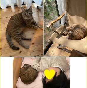 むぎ（秋田市）ご飯を毎日美味しいそうに食べてす　　　　　　　　家中元気に走り回っています窓から外の景色を見るのが好きなようです