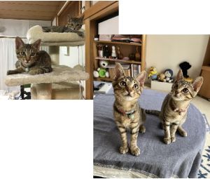 キキ・モモ（横手市）双子ちゃんのように、かわいい同じ動きには、家族が笑顔になります。食いしん坊のキキ、いたずらっ子のモモ。どちらも甘えん坊です。兄妹のせいか来た日から慣れてくれて、安心でした。ありがとうございました。