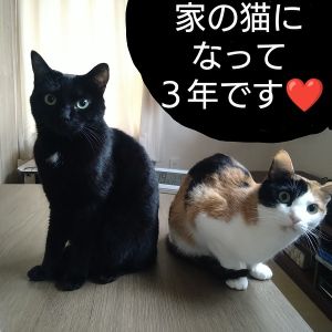 もも・すず（能代市）我が家に来て３年になりました。まだまだ、遊ぶのが大好きなお転婆姉妹猫です。三毛猫ももは、相変わらず律儀でしっかりものの、ツンデレで時々欲張り。黒猫すずは、相変わらず超絶甘えん坊で、おっちょこちょいのおしゃべりデカボイス。いまだに、いざこざはありますが結局仲良く寝ています。これからも、元気に過ごしてほしいです。