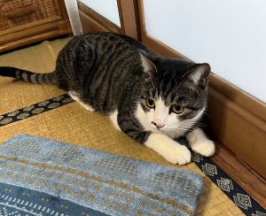 福丸（雄物川町）もうすぐウチに来て1年になります。ご飯もモリモリ食べてくれて私達も元気をもらってますし、癒されてます。ウチに来てくれてありがとう。いつまでも元気で長生きしてね。