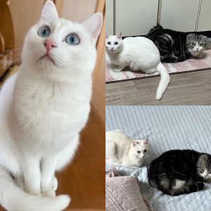 くるみ（大仙市）くるみをお迎えして１年が経ちました。まだやんちゃな部分がありますが、だいぶ落ち着いてお兄ちゃん猫とも仲良く過ごしています。すっかり我が家の一員になり、毎日くるみに癒されてばかりです。これからも元気でいてくれるよう願っています。