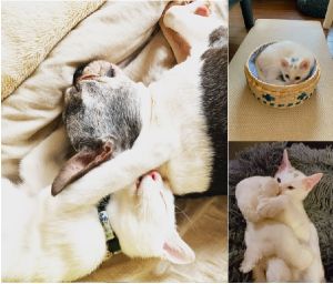 シャルドネ（秋田市）我が家にやってきて約2ヶ月。ご飯もたくさん食べてすくすく成長しています。とっても人懐っこくて、甘え上手で、先住犬とも仲良しです。すっかり家族の一員です♪