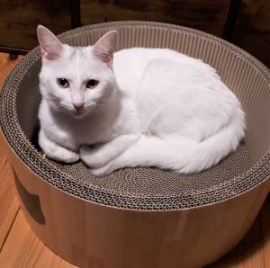 りり（横手市）我が家に来て一年が経ちました。病気もせず元気に毎日家中を走り回っています。とても甘えん坊でいつもそばにいます。これからもずっと大切な家族として共に過ごしていきますので、どうぞご安心ください。良きご縁ありがとうございました。