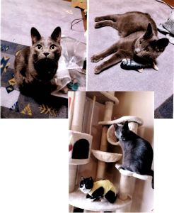 おもち（秋田市）約１年前に我が家の一員になり、大きな病気もせず１歳をむかえました。体重も5.6㎏とちょっと多きすぎな位で「まるっとさん」と家族に呼ばれています。今年の3月には仲間も増え（保護猫・推定5歳メス）ケンカ（じゃれあい）しながら仲良く過ごしています。これからも家族の一員として仲良く、幸せに過ごしてくれたら…と願っています。本当にかわいいです♡抱っこは嫌いですが、寝起きは必ず私の膝に乗ってきます♡