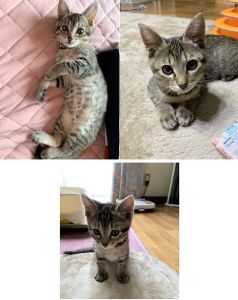 もも（秋田市）ももちゃんを我が家に迎えてから二ヶ月が経ちました。すくすくと大きくなって毎日走り回り、元気いっぱいです。人懐こくてみんなに可愛がられています。ももちゃんが来てくれて日々幸せを感じています。大切に育てていきたいと思っています。