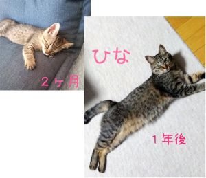 ひな（秋田市）家族になって１年が経ちました。元気！おてんば！甘えん坊です‼